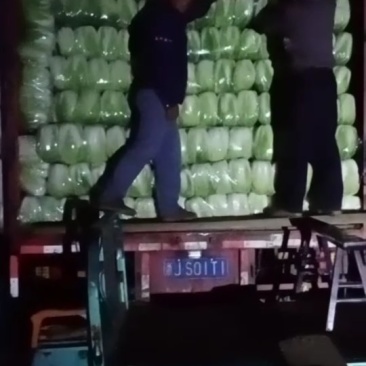 精选秋宝大白菜大量上市产地直发保质保量供应全国批发