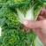 黄心菜精品矮帮小颗，黄心乌菜大量上市，基地直供，