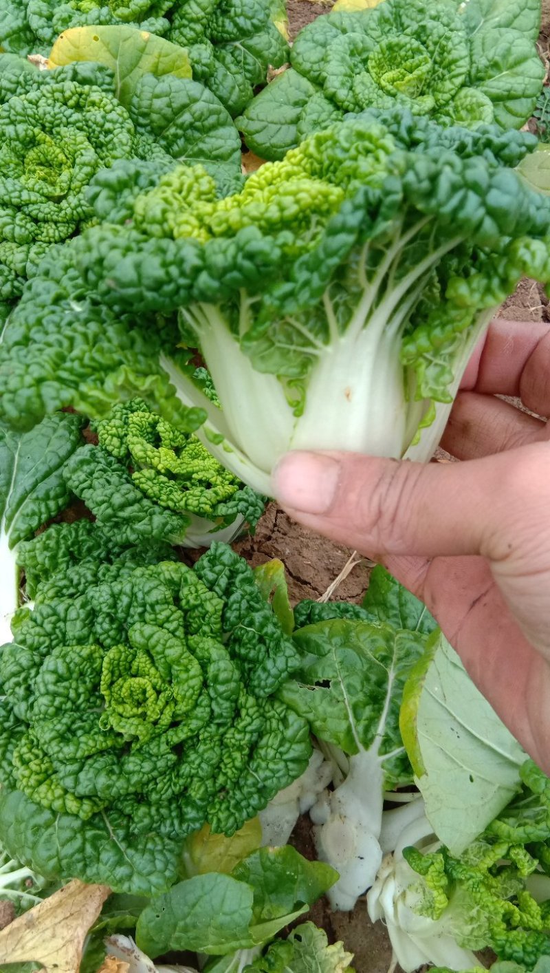 黄心菜精品矮帮小颗，黄心乌菜大量上市，基地直供，