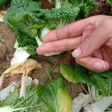 黄心菜精品矮帮小颗，黄心乌菜大量上市，基地直供，