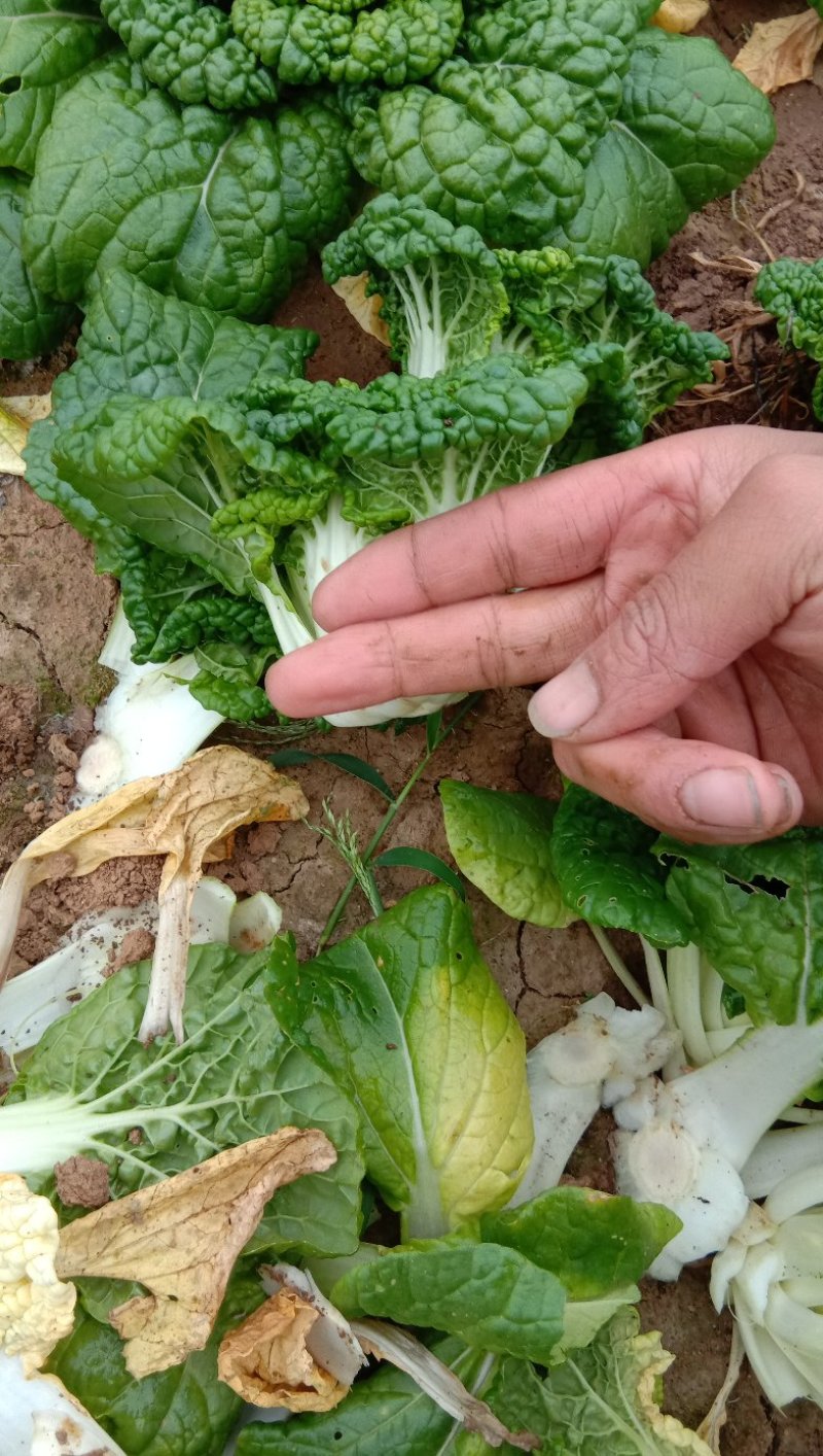 黄心菜精品矮帮小颗，黄心乌菜大量上市，基地直供，
