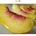 万寿红晚熟黄油桃包成活包种植技术基地直发