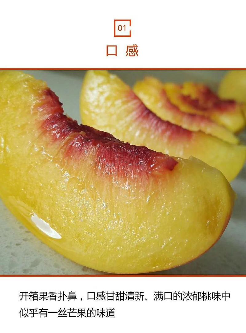 万寿红晚熟黄油桃包成活包种植技术基地直发