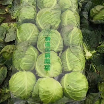 嘉鱼县大绿地专业合作社大量优质甘蓝上市中。