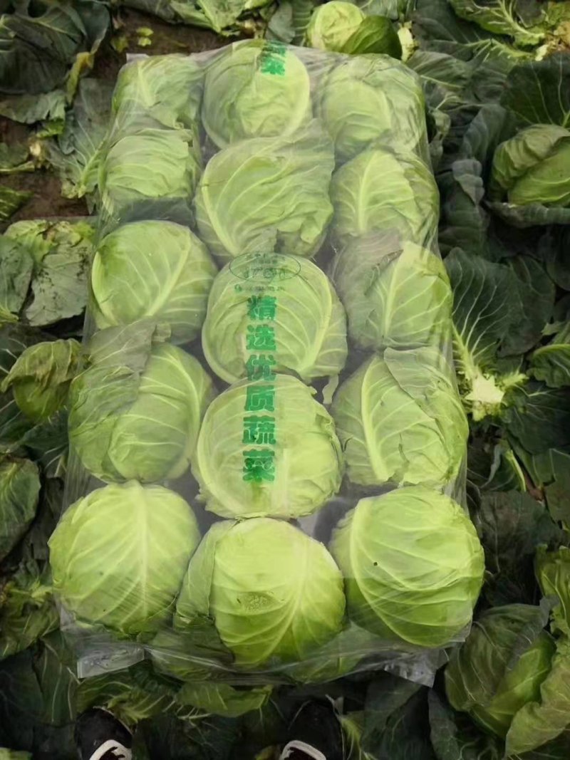 嘉鱼县大绿地专业合作社大量优质甘蓝上市中。