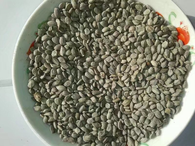 偃伏莱木种子