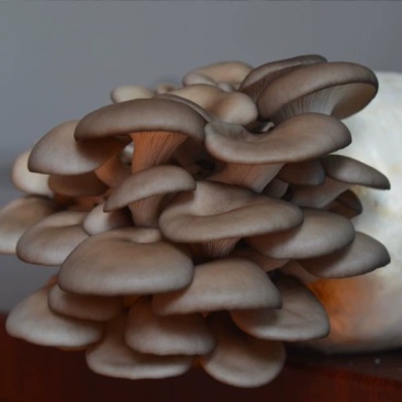 平菇菌种三级栽培菌种浇水即可出菇