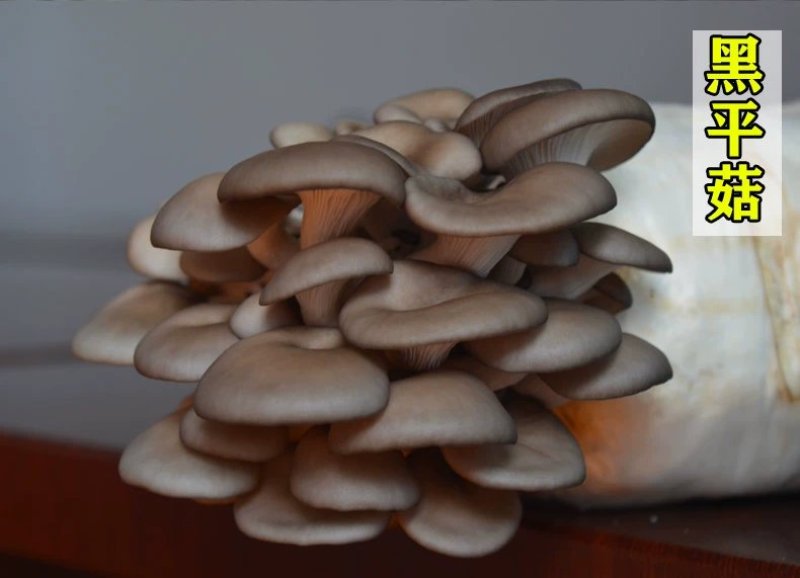 平菇菌种三级栽培菌种浇水即可出菇
