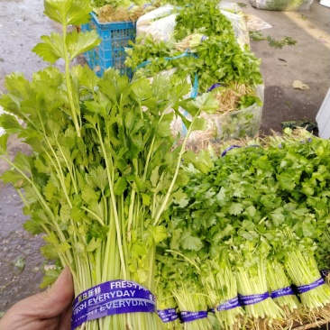 山芹苗，芹苗，娃娃芹，芹菜苗，香芹苗，特菜，常年批发
