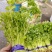 山芹苗，芹苗，娃娃芹，芹菜苗，香芹苗，特菜，常年批发