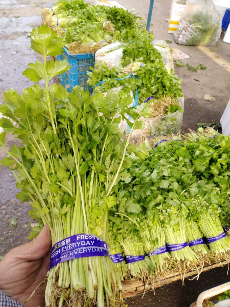 山芹苗，芹苗，娃娃芹，芹菜苗，香芹苗，特菜，常年批发
