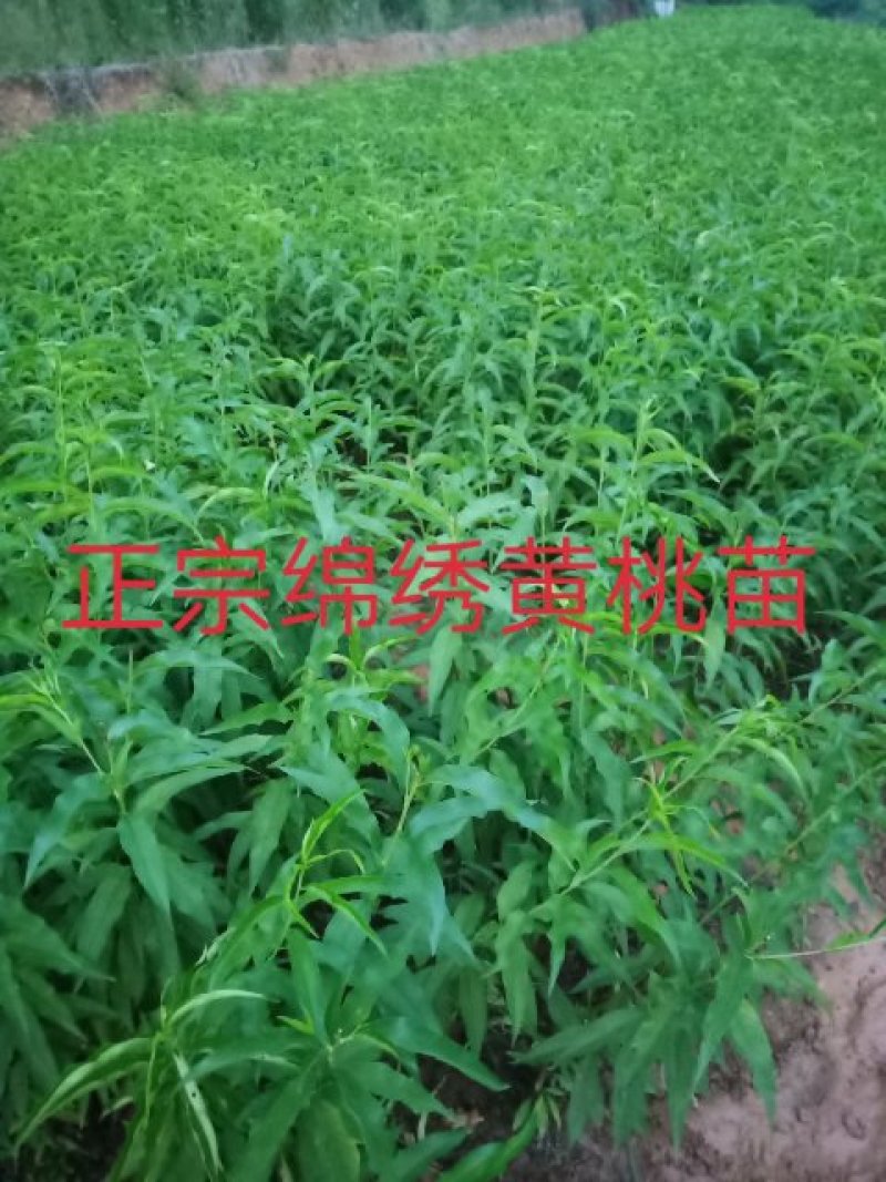 绵绣黄桃苗:、正宗品种，假一赔十，当天挖苗下午发货。