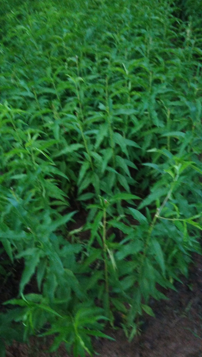绵绣黄桃苗:、正宗品种，假一赔十，当天挖苗下午发货。
