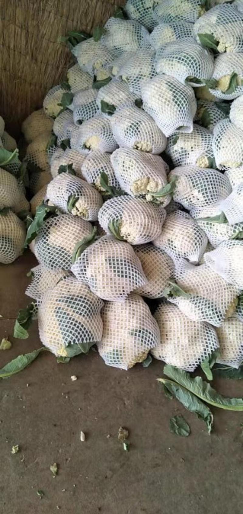 有机花，3斤以下，乳白青梗松花菜大量上市河北昌黎