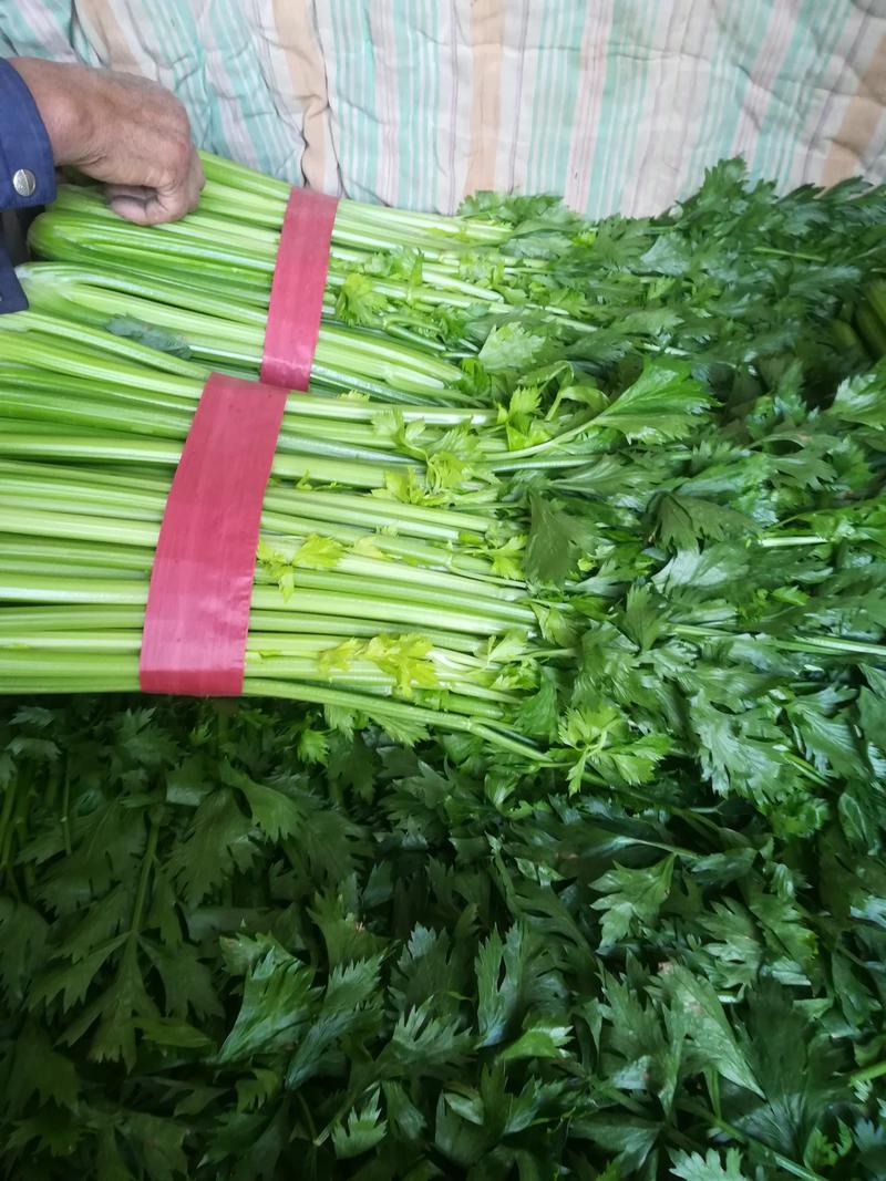 河北昌黎芹菜大量上市中，常年供应各个市场超市