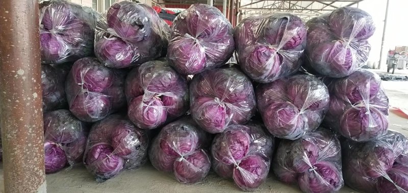 紫甘蓝，河北昌黎甘蓝紫甘蓝大量上市供应全国