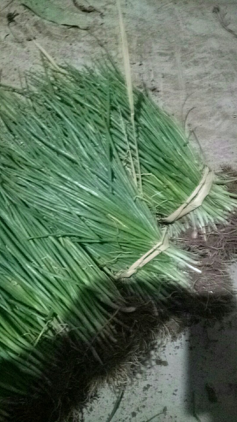洋葱苗有河西早熟和本地平底半高装