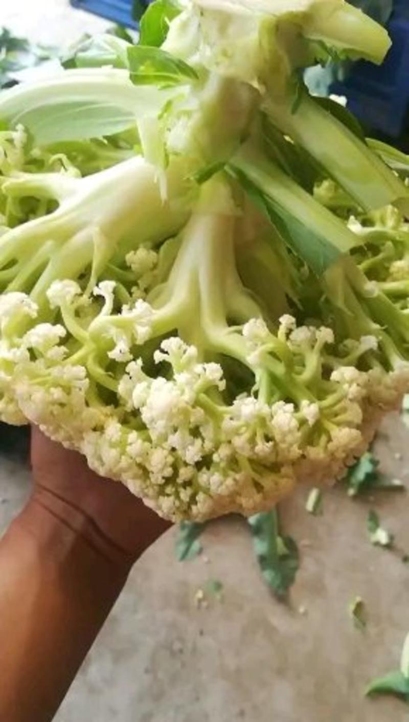 有机花，3斤以下，乳白青梗松花菜大量上市河北昌黎