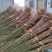红梅小苗，红梅树，梅花，10公分红梅，8公分红梅