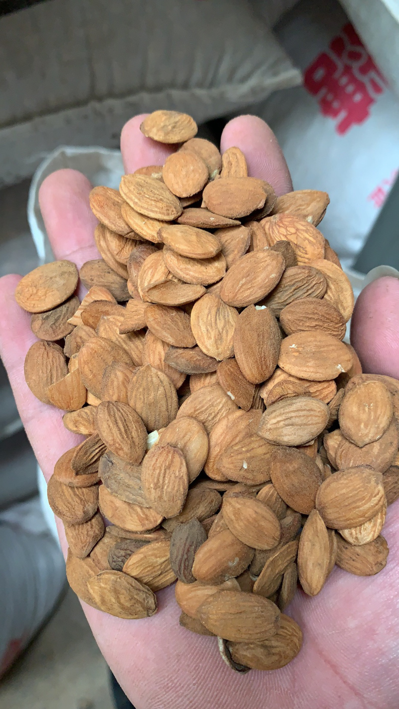 大扁桃仁（家桃仁）各种规格级别，碎桃仁，去皮桃仁