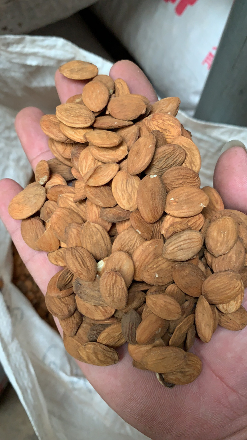 大扁桃仁（家桃仁）各种规格级别，碎桃仁，去皮桃仁