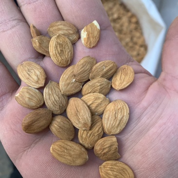 大扁桃仁（家桃仁）各种规格级别，碎桃仁，去皮桃仁