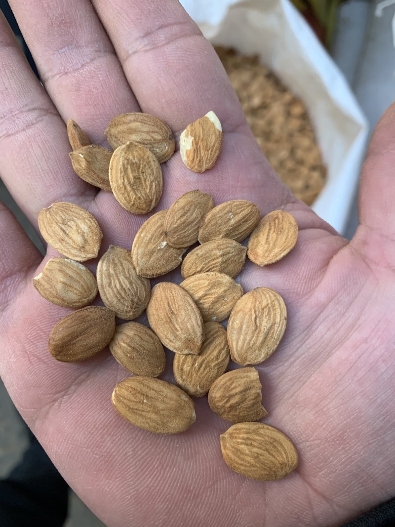 大扁桃仁（家桃仁）各种规格级别，碎桃仁，去皮桃仁