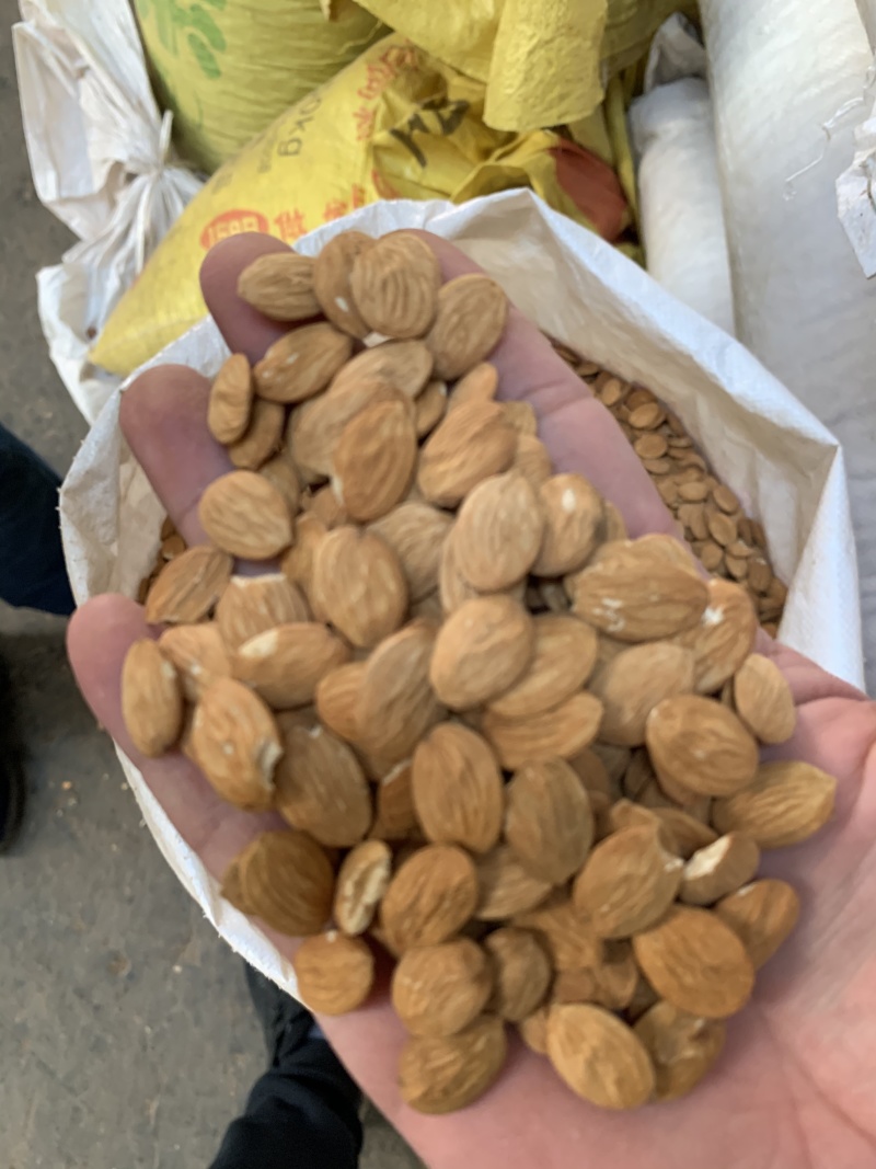 大扁桃仁（家桃仁）各种规格级别，碎桃仁，去皮桃仁