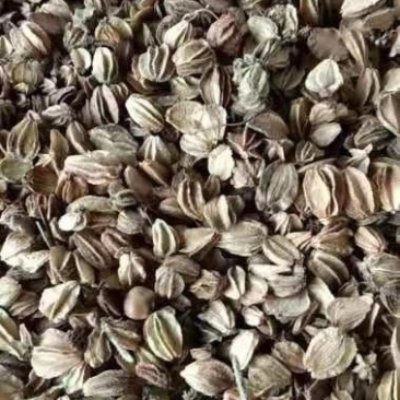 出售冻好的内蒙赤峰北沙参沙参籽规格齐全量大从优