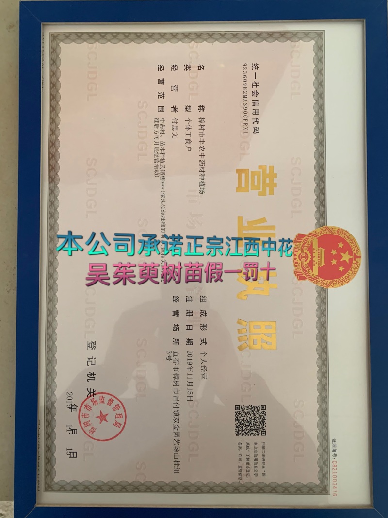 吴茱萸苗扦插苗大量出售正宗江西