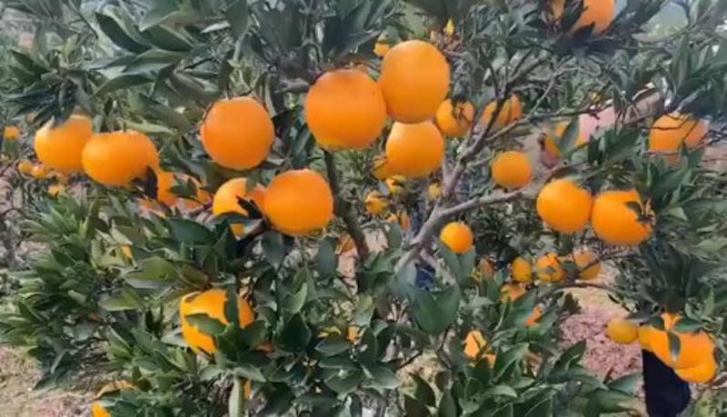 纽荷尔脐橙65~75cm可视频看货/诚信为本/年货节