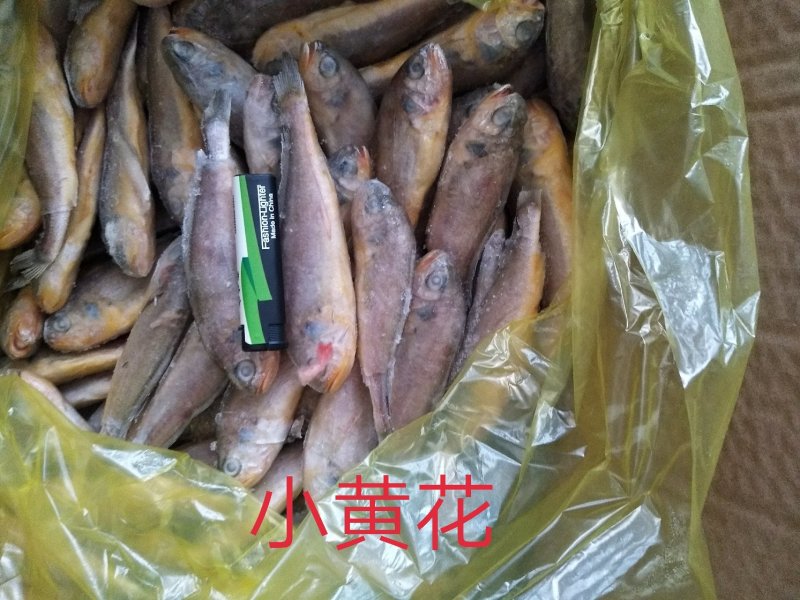 带鱼