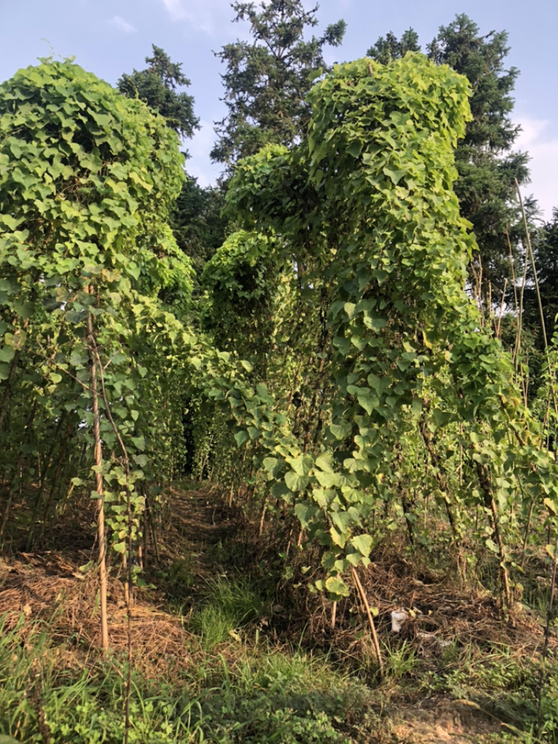 粉防己苗（正宗江西粉防己）杯苗