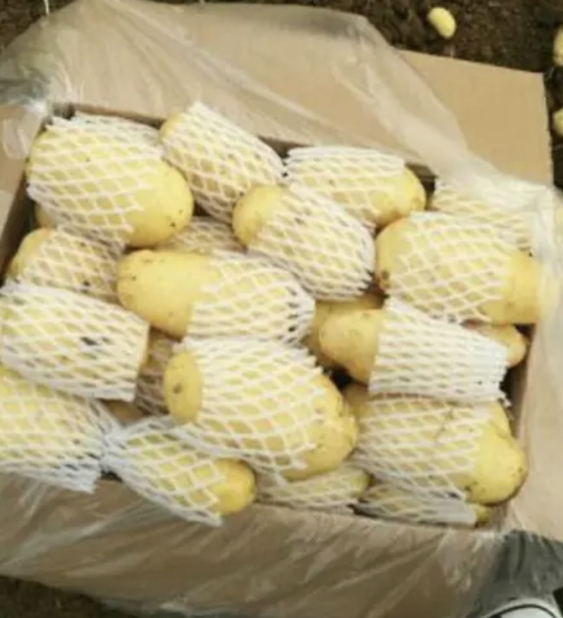 兰陵陆新荷兰15黄心土豆无青头产地直销价格公道