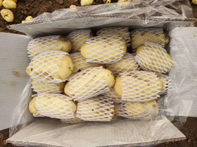 兰陵陆新荷兰15黄心土豆无青头产地直销价格公道