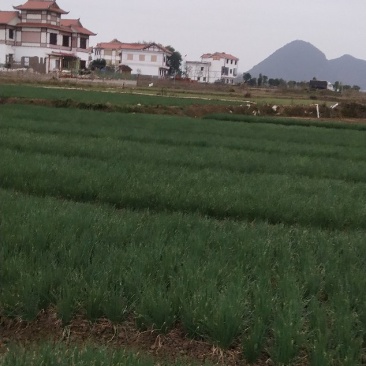 香葱小葱，香菜