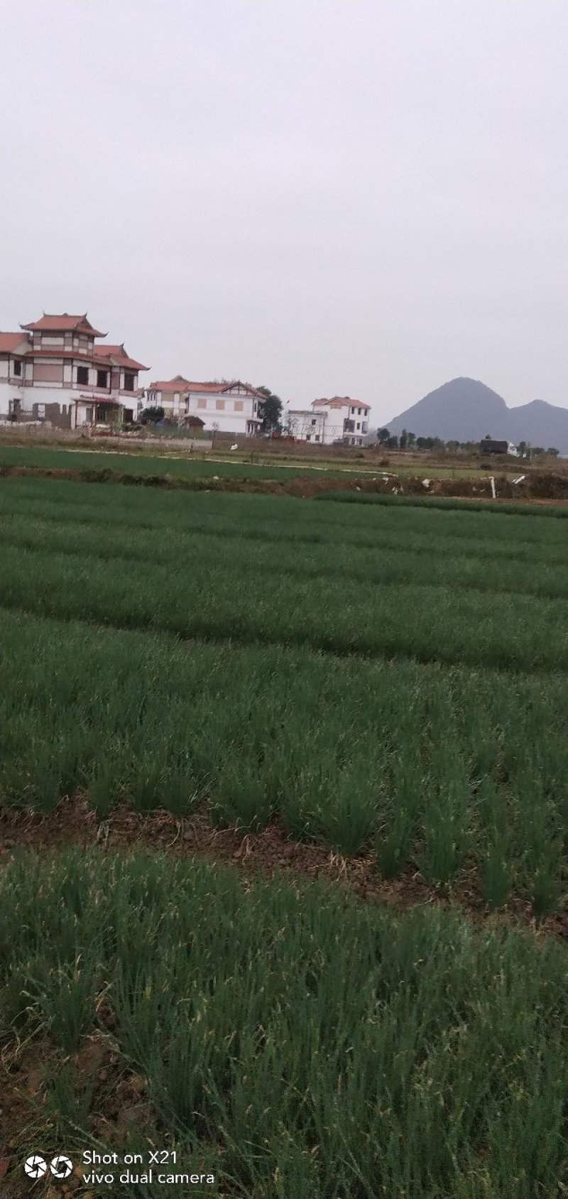 香葱小葱，香菜