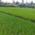 香葱小葱，香菜