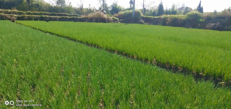 香葱小葱，香菜