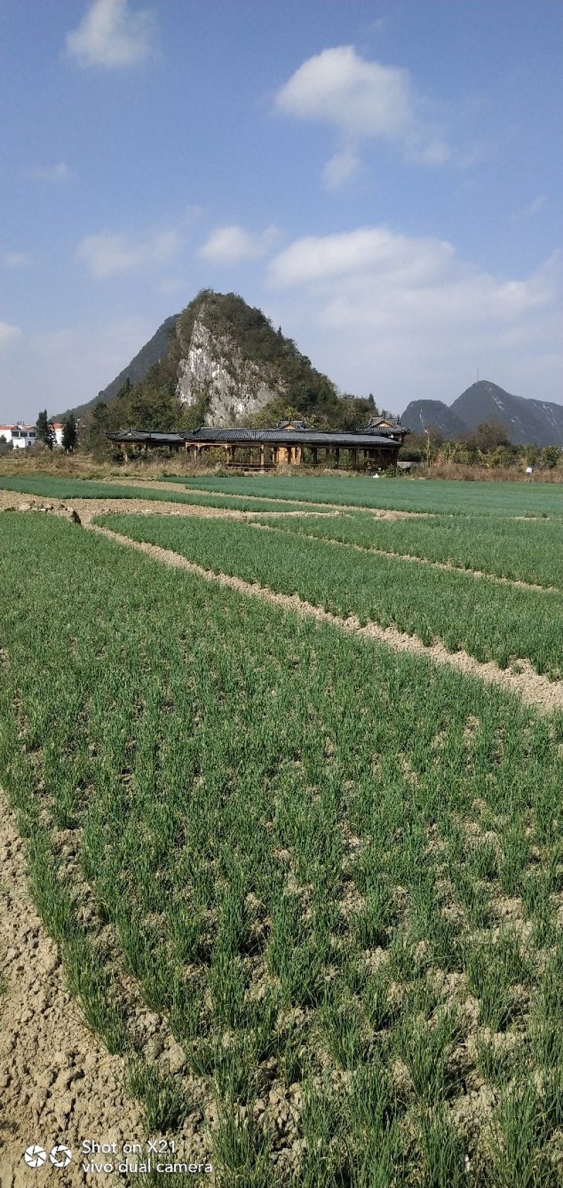 香葱小葱，香菜