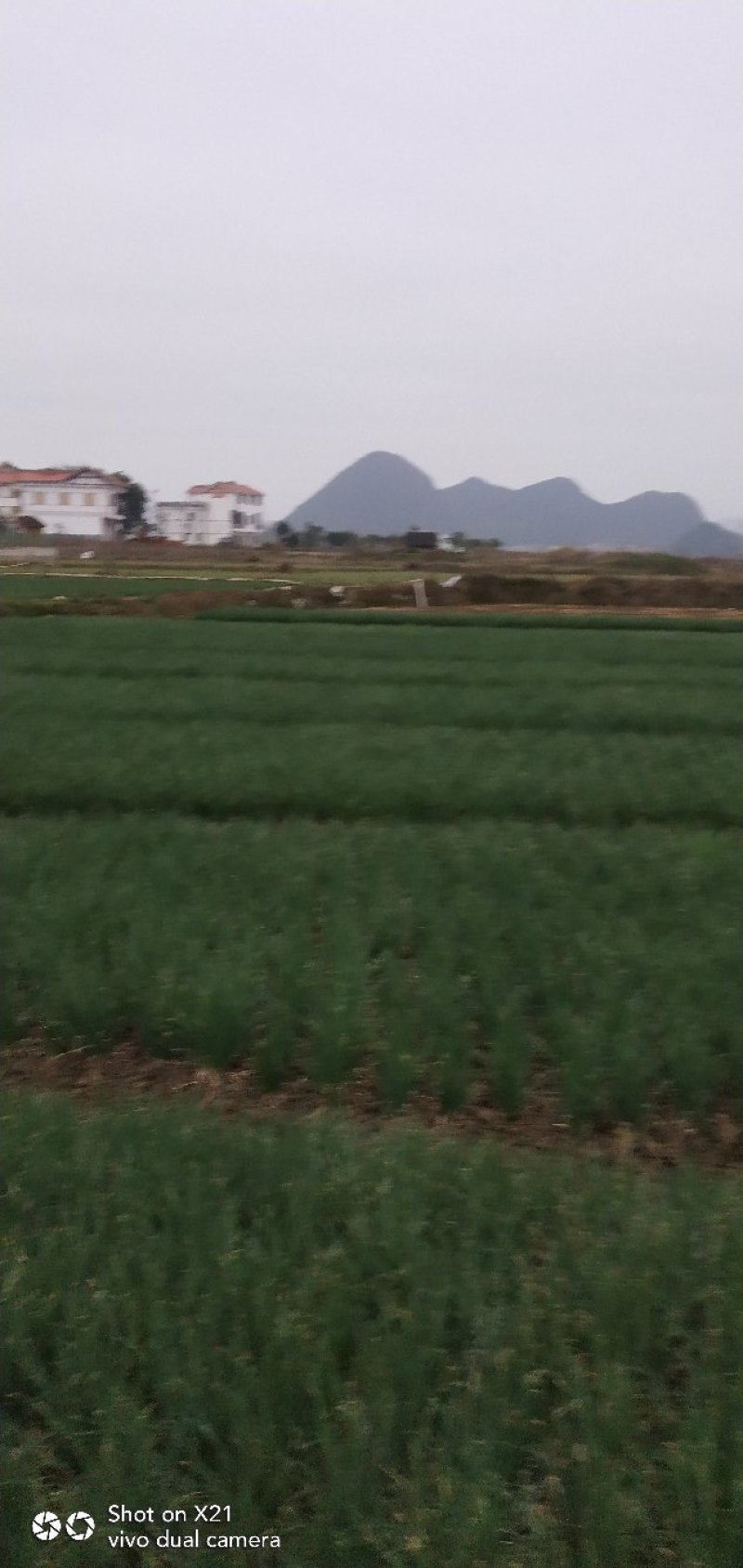 香葱香菜