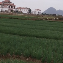 香葱香菜