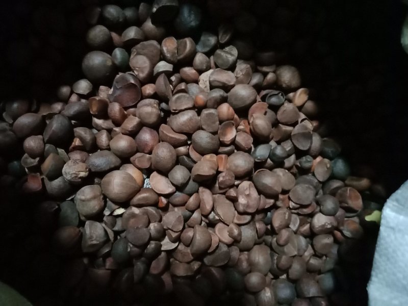 山茶籽