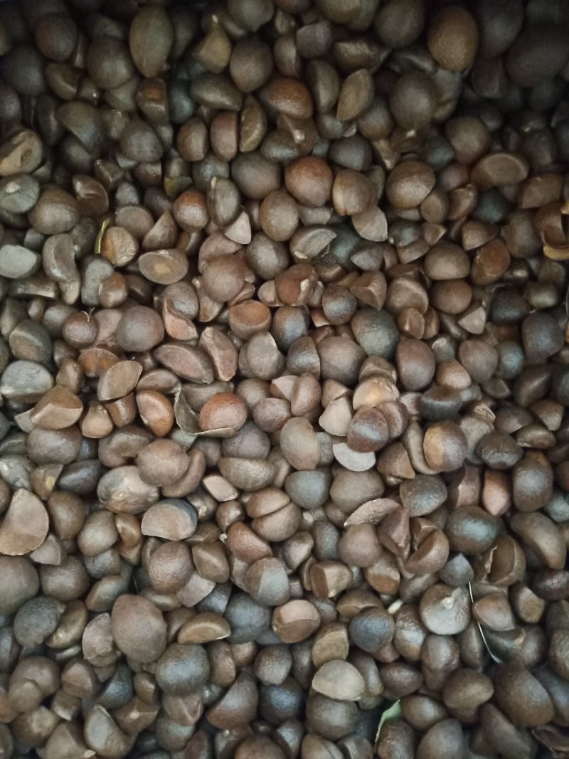 山茶籽