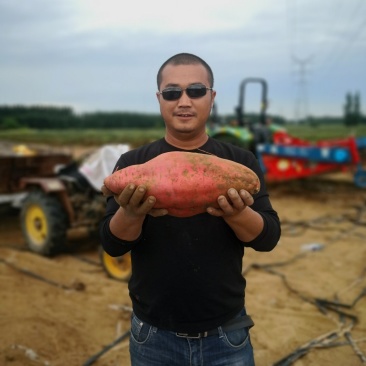 西瓜红大量供货。沙土地种植。基地直供无任何中间费用