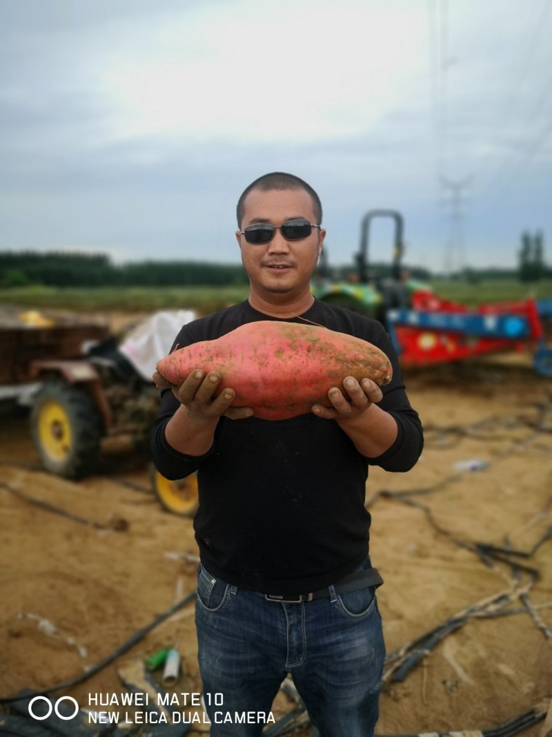 西瓜红大量供货。沙土地种植。基地直供无任何中间费用