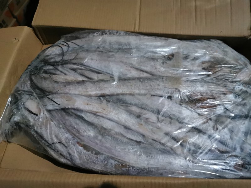 渤海野生刀鱼