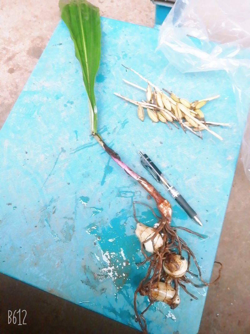 野生药材毛慈菇鲜货大量供应种苗供应可回收