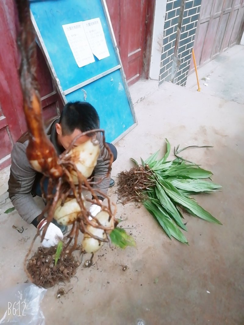 野生药材毛慈菇鲜货大量供应种苗供应可回收