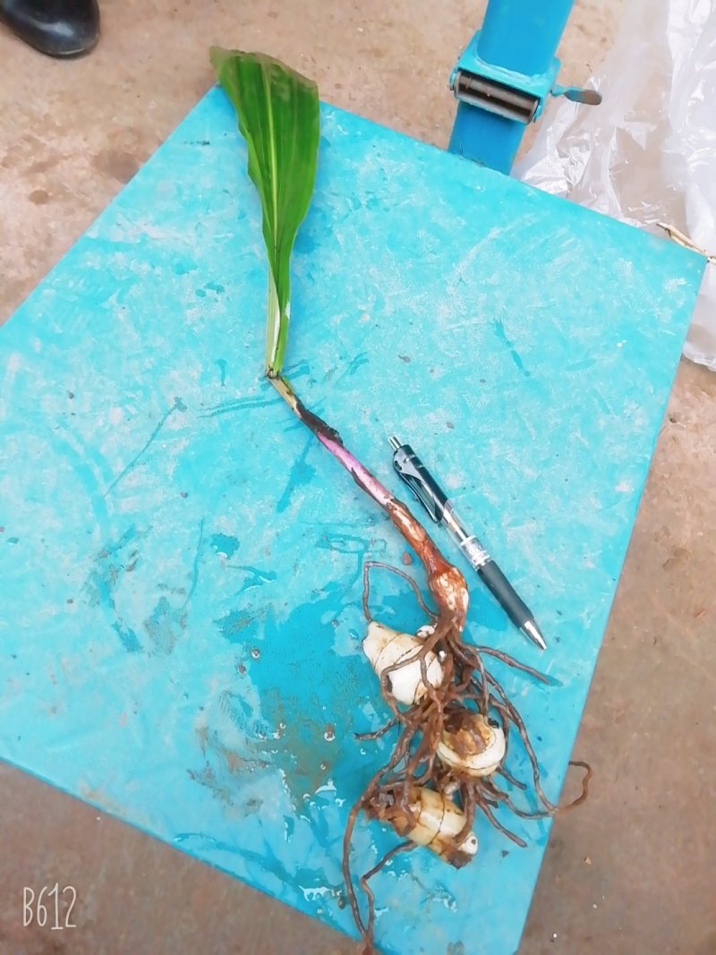野生药材毛慈菇鲜货大量供应种苗供应可回收